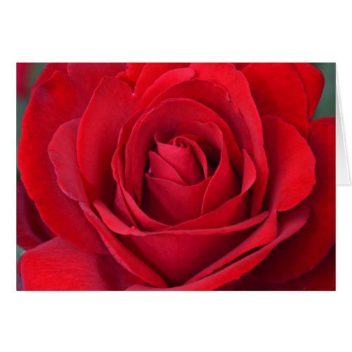 Single red rose in full bloom
