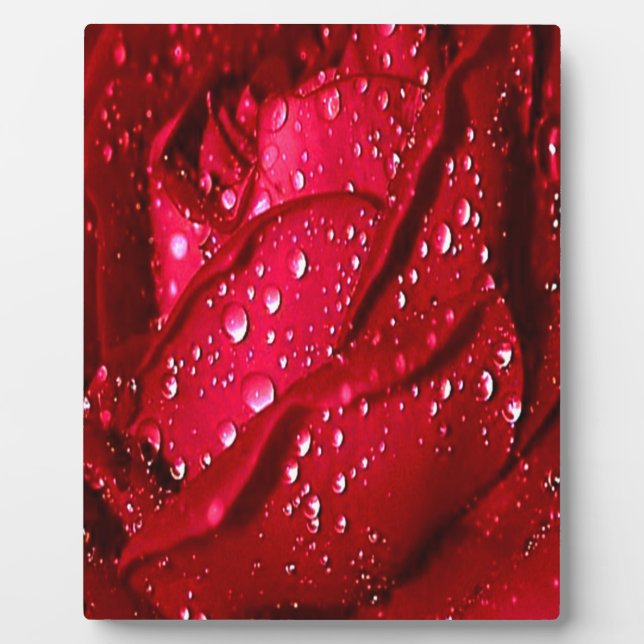 Single Red Rose in the Rain Plaque (Front)