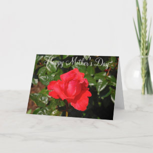Single red rose Mother's Day greeting card