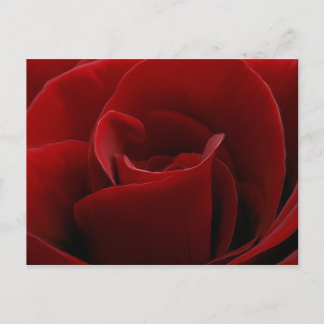 Single Red Rose Postcard (Front)