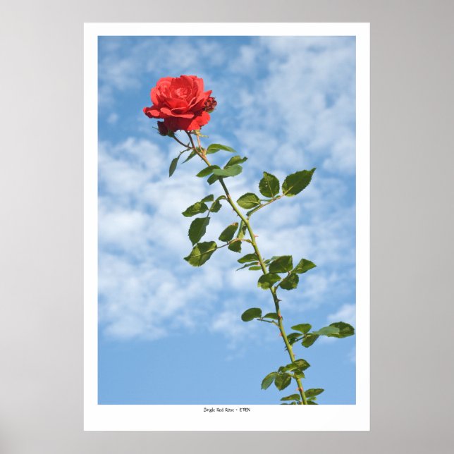 Single Red Rose Poster (Front)