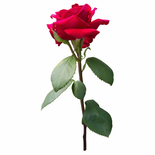 Single red rose statuette (Front)