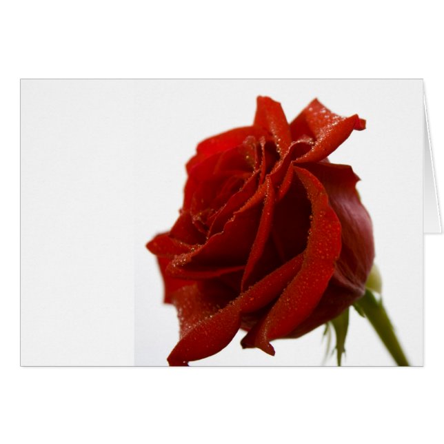 Single Red Rose With Dew Drops Cards (Front Horizontal)