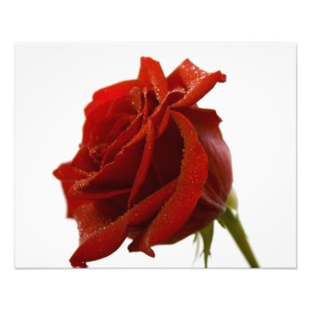 Single Red Rose With Dew Drops Photo Print by terrymcclaryart at Zazzle