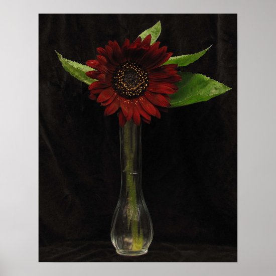 Single Red Sunflower Poster