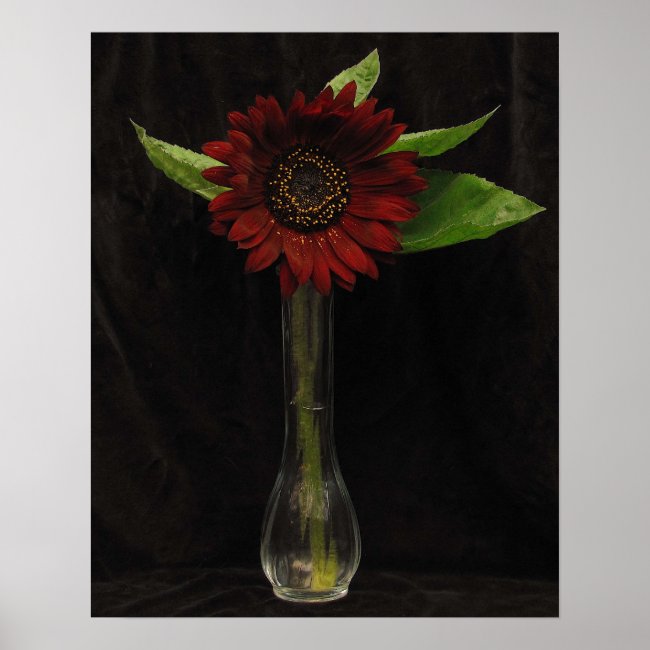 Single Red Sunflower