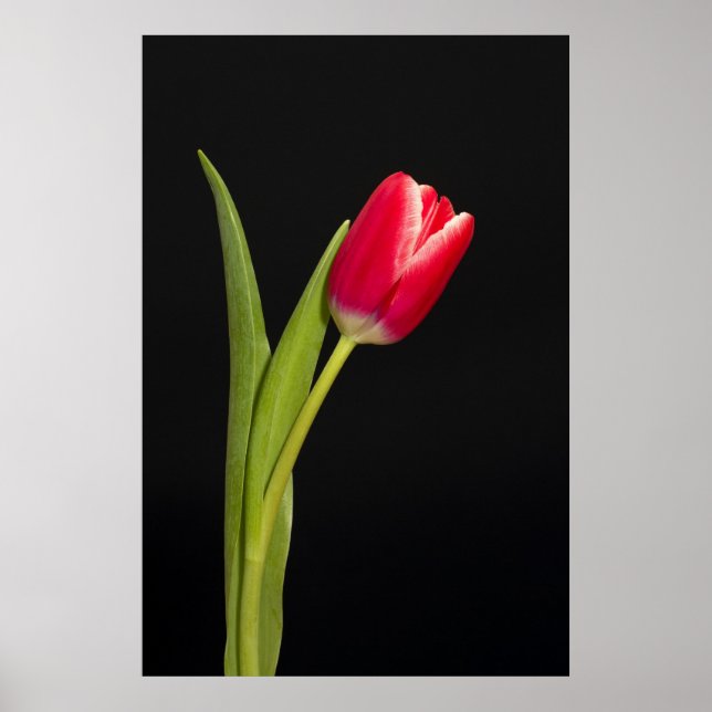 Single red tulip on black background poster (Front)