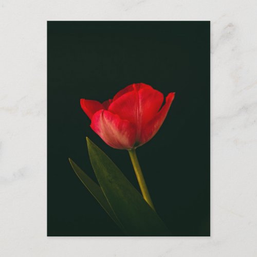 Single Red Tulip Postcard
