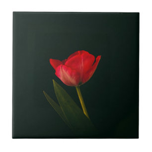 Single Red Tulip Tile