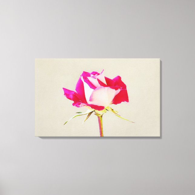 Single Rose Art Photographic Print (Front)