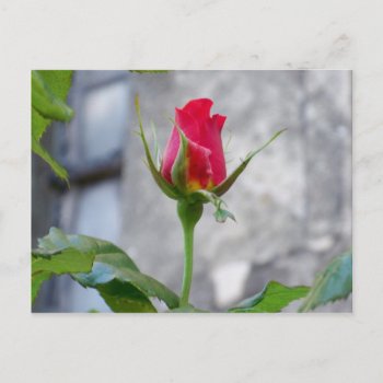 Single Rose Bud Postcard by KirstenStar at Zazzle