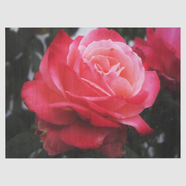 Single Salmon Rose Tissue Paper (Front)