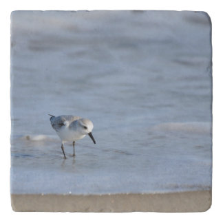 Single Sandpiper walking on beach Trivet