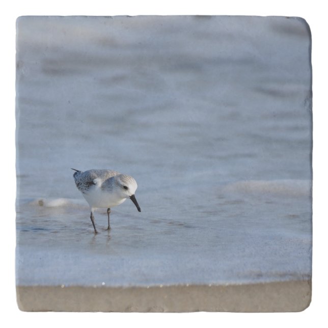 Single Sandpiper walking on beach  Trivet (Front)