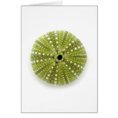 Single Sea Urchin (Front)