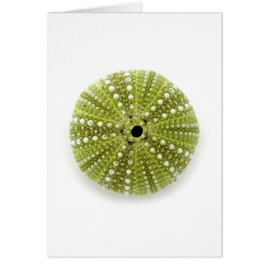Single Sea Urchin (Front)