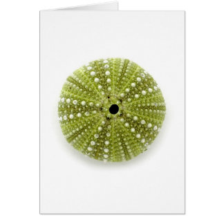 Single Sea Urchin Cards