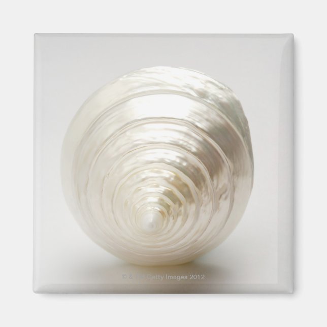 Single spiral seashell magnet (Front)