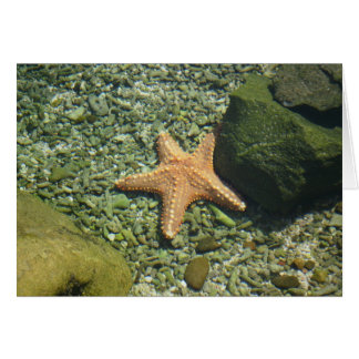 Single Starfish Cards
