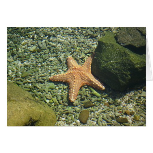 Single Starfish Cards (Front Horizontal)
