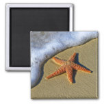 Single Starfish On Beach Magnet at Zazzle