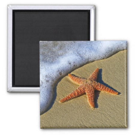 Single Starfish On Beach Magnet