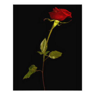 Single Stem Rose Photo Print