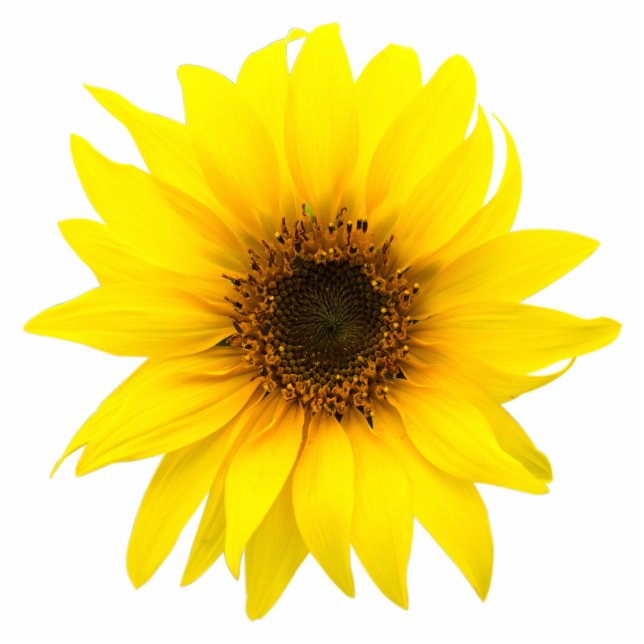 Single sunflower cutout (Front)