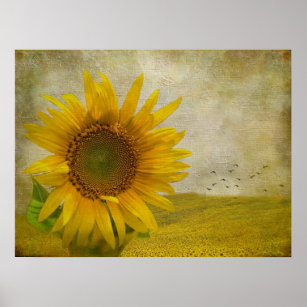 Single Sunflower on sunflower pasture Poster