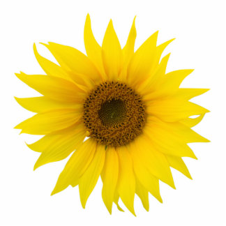 Single sunflower photo cut out