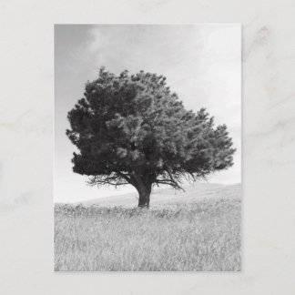 Single Tree Postcard