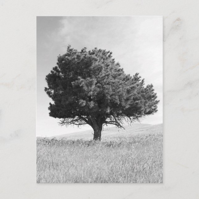 Single Tree Postcard (Front)