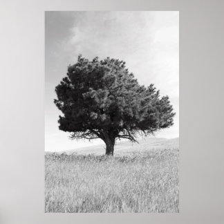 Single Tree Poster,Print Poster