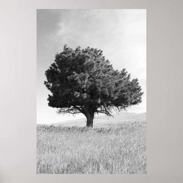 Single Tree Poster,Print Poster (Front)