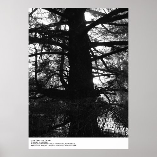 Single Trunk of Large Tree 1963 by Ansel Adams Poster