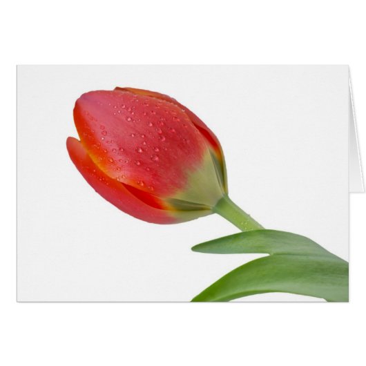 Single Tulip Cards (Front Horizontal)