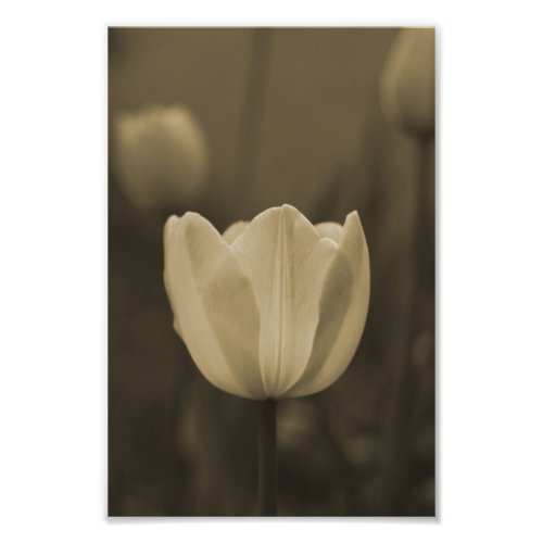 Single Tulip flower photography print sepia tone