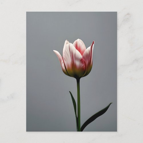 Single tulip flower spring thank you love you postcard