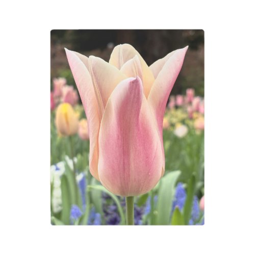 Single Tulip Skagit Valley Metal Wall Art
