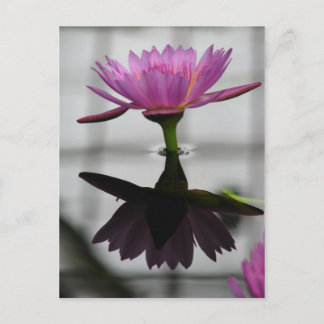 Single Water Lily Post Card