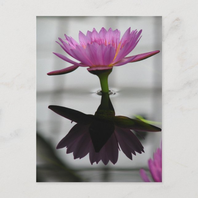 Single Water Lily Post Card (Front)