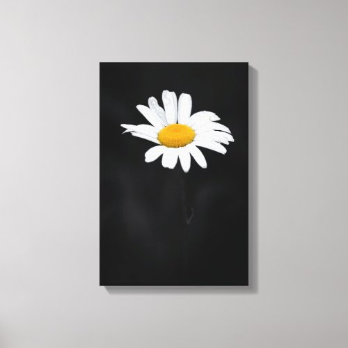 Single White and Yellow Daisy Flower on Black Canvas Print