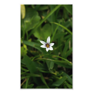 Single White Bloom Wildflower Macro Photo Print