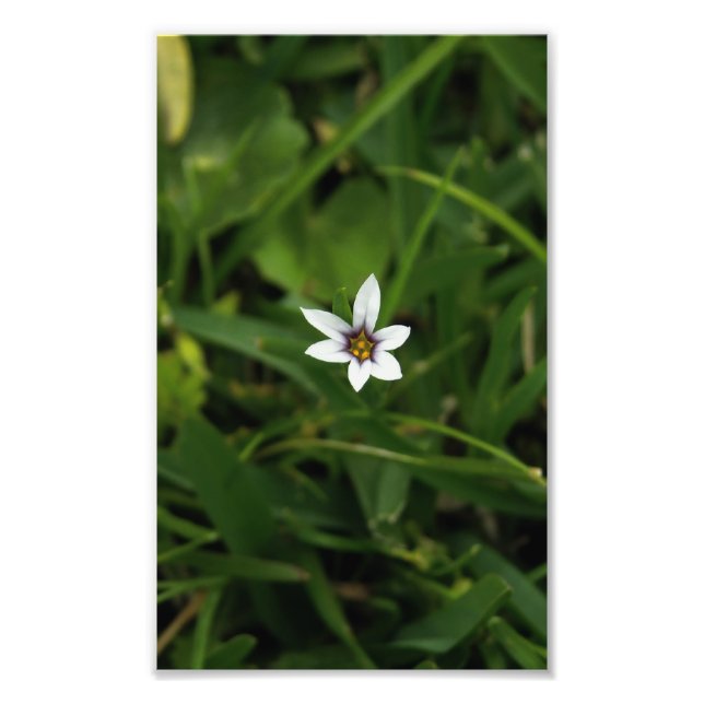 Single White Bloom Wildflower Macro Photo Print (Front)
