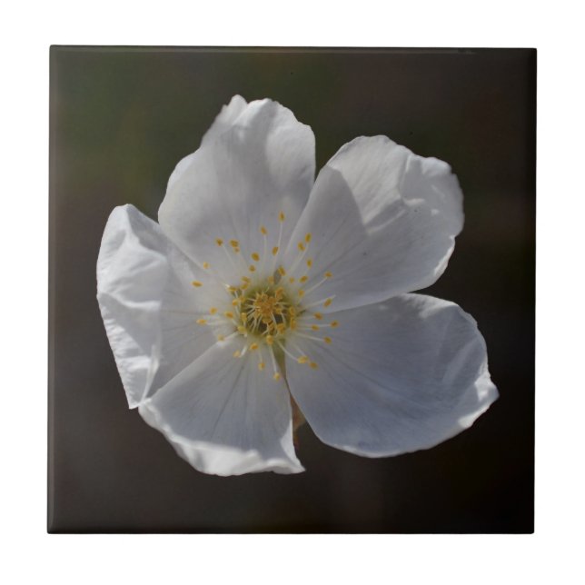 Single White blossom Tile (Front)