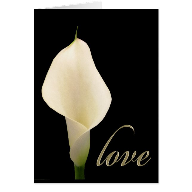 Single white calla lily cards (Front)