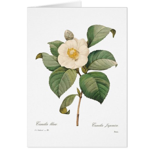 Single white camellia (Front)
