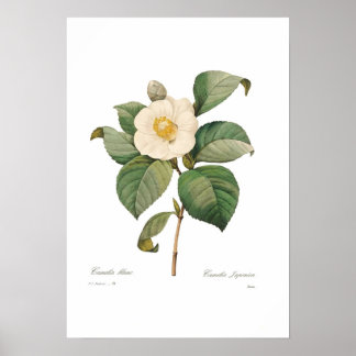 Single White Camellia Poster