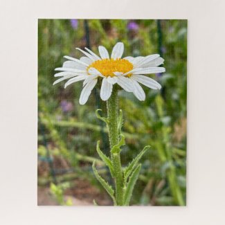 Single White Daisy Floral Close-Up Photograph