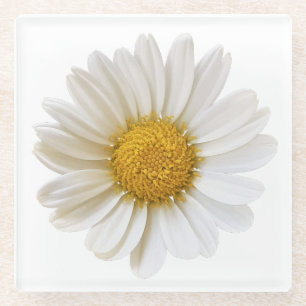 Single White Daisy Glass Coaster